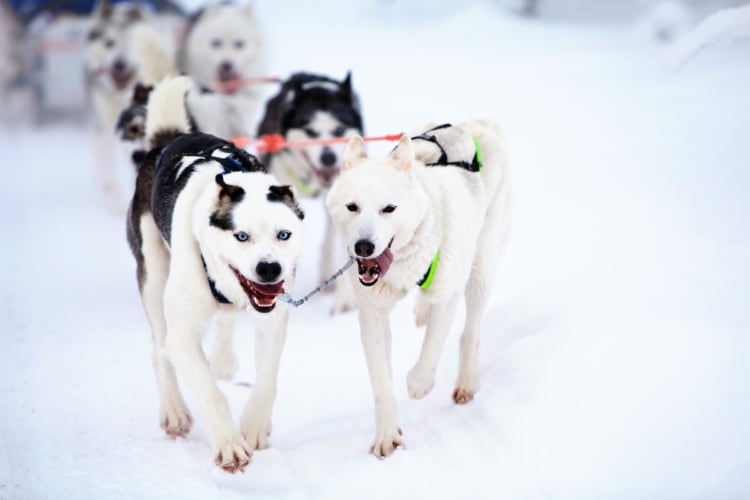 Husky leaders